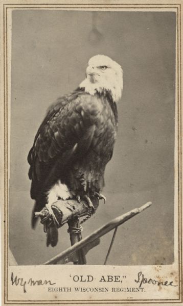 Carte-de-visite portrait of Old Abe, eagle mascot of the 8th Wisconsin Volunteer Infantry. Bodtker often photographed Old Abe and on this occasion attempted to photograph Old Abe by taking him to the roof in order to use the brightest light.  Old Abe started to fly away and was nearly killed when the wooden shield to which his tether was attached jerked him down. This photograph was taken later in Bodtker's studio, and is sometimes referred to as the "Sanitary" photograph of the bird, since it was made for sale at the Northwest Sanitary Fair for the benefit of disabled soldiers, held in Chicago, 1865.