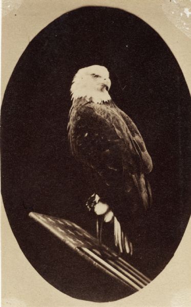 Old Abe, eagle mascot of the 8th Wisconsin Volunteer Infantry. Old Abe is perched on a plank of wood with the American flag painted on it.  The portrait is masked into an oval shape.