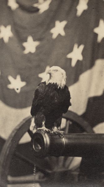 Portrait of Old Abe, bald eagle mascot of the 8th Wisconsin Civil War Volunteer Infantry.  He is perched on a cannon with his head turned to the left and there is an American flag in the background.