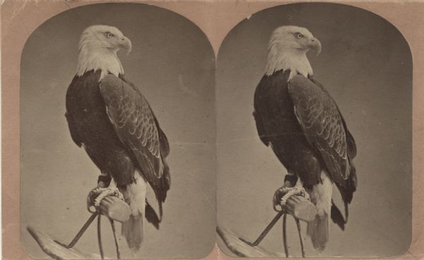 The "Centennial" stereograph of "Old Abe," eagle mascot of the 8th Wisconsin Regiment, by J.M. Fowler, sold by J.O. Barrett in Philadelphia, Pennsylvania, for the Agricultural Building "Old Abe Museum of Ornithology" at the Centennial International Exposition in 1876.<p>The photograph features Old Abe perched on a shield with his head turned to the right.</p>