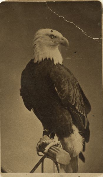 Old Abe souvenir carte-de-visite sold by J.O. Barrett during the United States centennial, 1876. 

Old Abe is on a bird perch, facing forward, with his head turned to the right.