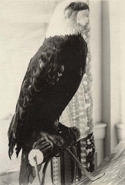 Side view of "Old Abe," eagle mascot of the 8th Regiment, Wisconsin Volunteer Infantry. After his death in 1881, he was stuffed, mounted, and placed in the Capitol museum. The shield he is perched on is painted with American stars and stripes.