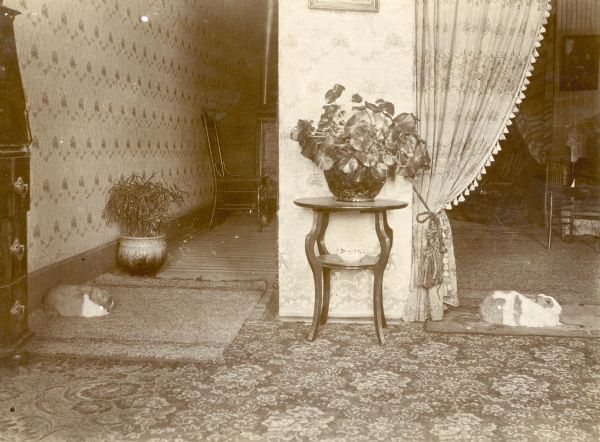 Two hares rest on rugs in the Middleton family apartment. Two plants in large jardinieres are also featured.