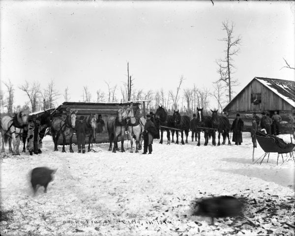 The logging camp of Bruno Vinett. About a dozen horses, most in harness, and a similar number of men stand in front of a barn-like building and a small wooden outbuilding. A small sleigh stands in the right forefront. Two pigs are running around on the snowy ground.