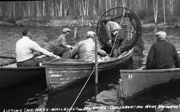 Five men in three wooden row boats lifting fyke nets out of northern Wisconsin lake. The men are doing conservation work, netting for walleyes and muskies.