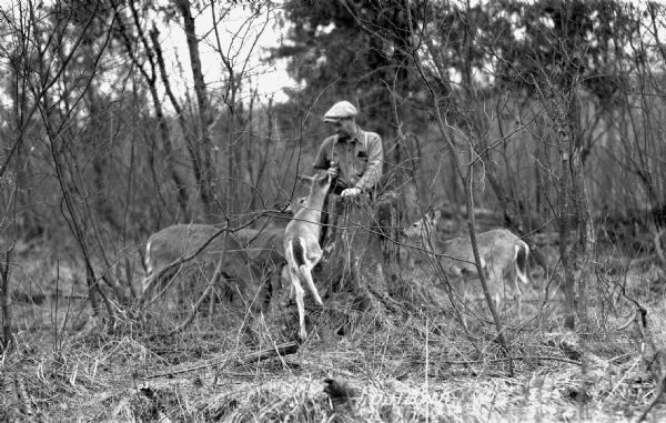 View of a man wearing a hat standing by a tree stump feeding four deer in the woods.