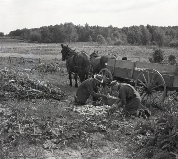 Two farmers kneel in a field picking corn and to load it into the open back of a horse-drawn wagon. Corn stalks and leaves litter the ground around the farmers. Tall grass and trees are visible in the background past a fence.