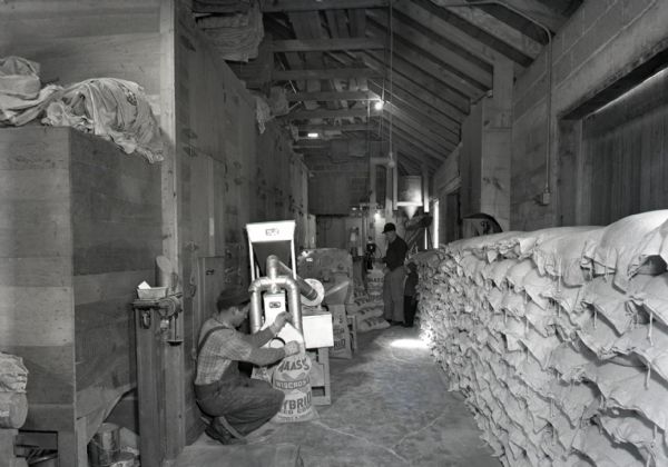 Two men in barn use corn bagging machines to fill and seal canvas bags of seed corn. One kneels next to a machine to the left filling the bags while another stands in the background sealing. A long row of filled bags lay against a wall on the right.