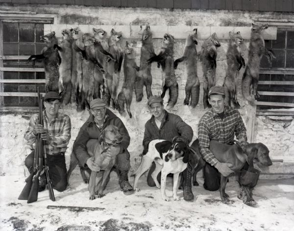 Group portrait of men after a fox hunt. Four men kneel on the ground next to their hunting dogs and rifles. The men are clad in heavy boots, gloves, and cold weather attire. Thirteen dead foxes hang on the wall behind the men.