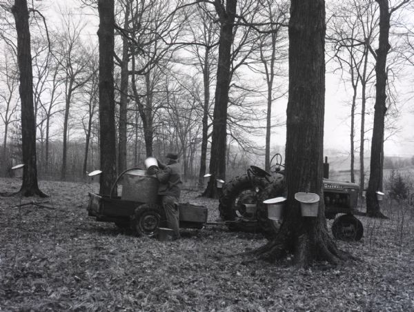 Elmer Harris is pouring sap into a large container on a Farmall tractor-pulled trailer. The forest has large, tapped Maple trees with buckets collecting the sap.