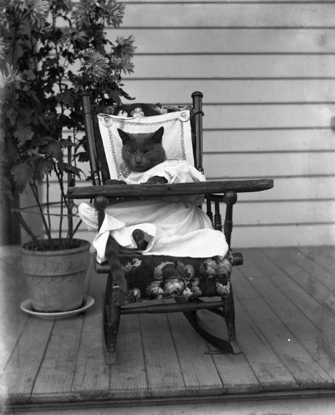 Jennie and Edgar Krueger's cat Tramp dressed up in old boys' clothes and sitting in a rocking chair. The cat has its paws on a board that has been placed over the arms of the chair. Two pins holding a piece of cloth against the back of the chair read: "Compliments of Santa Claus at Racek's," and bear a likeness of the face of Santa Claus.