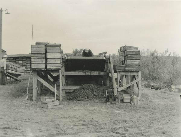 Man working at cranberry cleaning machine. On both sides of the machine are stacks of crates used for storing cranberries. Under the machine is the plant debris coming off of the cleaned cranberries. Another man is pushing a stack of crates on a cart on the left.