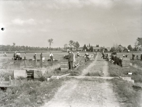 View down dirt road of field hands working to harvest cranberries in a flooded cranberry marsh, while men inspect newly harvested and crated cranberries. In the background is a barn and other outbuildings of the farm.
