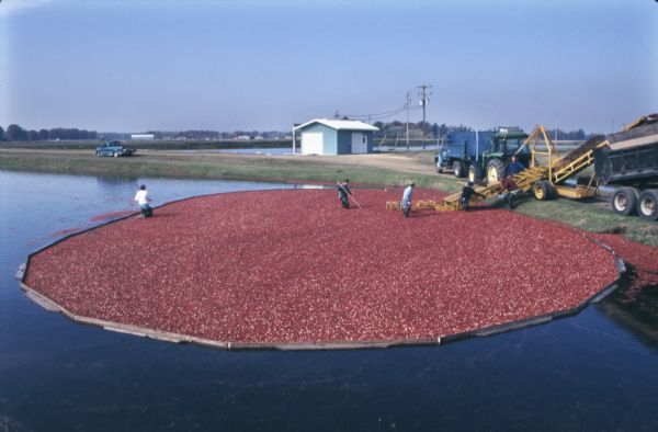 Elevated view of harvesters wading through cranberries contained by booms to feed them onto a conveyor to be loaded into the waiting trucks.