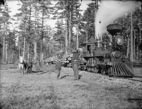 Train pulling a long load of logs through the woods. Horses replaced oxen teams and are used along with wood burning trains to haul logs.