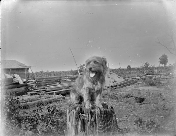 Dog on a Stump View of a dog sitting on a tree stump in a yard, with a chicken, wood piles and a wooden structure in the background.
