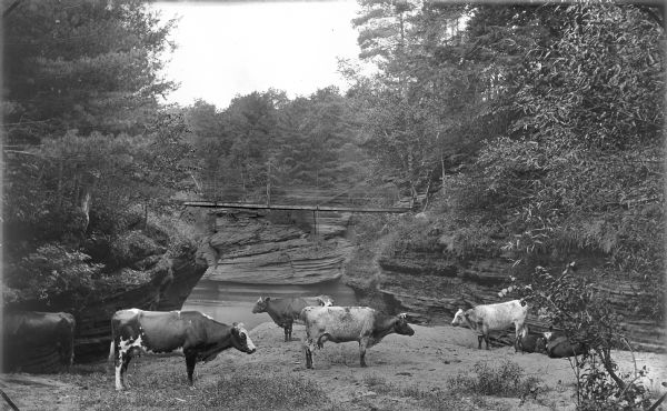 Cows near Gates Ravine (Glen Eyrie). There is a bridge over a river in the background.