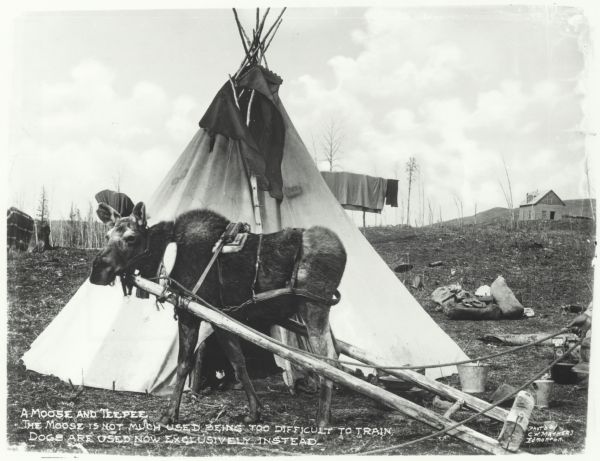 Hudson's Bay Company, Canada. There is a moose bridled with a sled, with a teepee in the background. Caption on photograph reads: "A moose and teepee. The moose is not much used being too difficult to train, dogs are used now exclusively instead." On the extreme right a person's hand is holding the rope attached to the bridle.