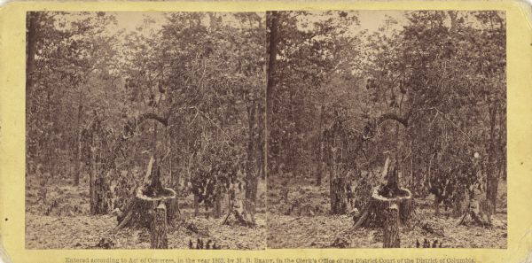 Stereograph of Gettysburg battlefield showing trees and a stump. Handwritten on reverse, "On the right of our line." This is probably a reference to the terrain on Culp's Hill where the 2nd, 6th, and 7th Wisconsin regiments were positioned on July 2nd and 3rd after experiencing hard combat and severe losses on July 1st. Of the three regiments, only the 6th Wisconsin commanded by Lt. Colonel Rufus Dawes experienced combat on Culp's Hill.