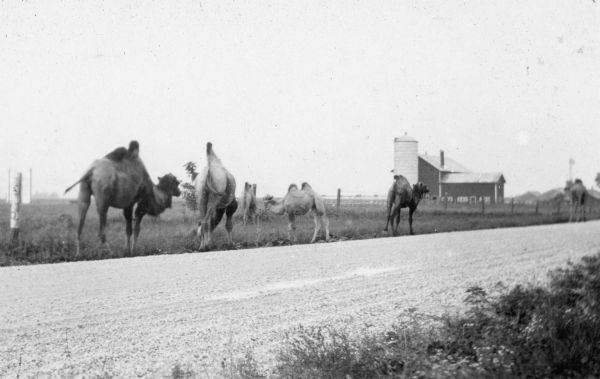 View across road of six camels walking and grazing along the side of a country road near Holloway Farm. They may have been circus animals going from one town to another. A field, fence and a barn with a silo can be seen in the background.