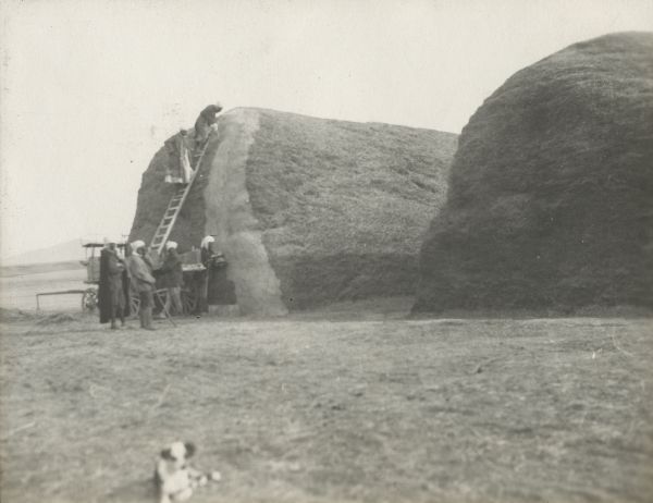 Algerian men are plastering a straw stack with clay. Another straw stack can be seen on the right. Hills are barely visible in the distance. An out-of-focus dog is lying on the ground in the foreground.