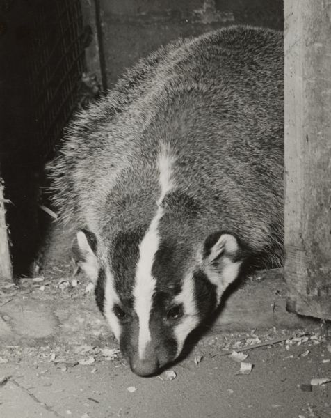 Badger A badger peers out of a door to an enclosure.