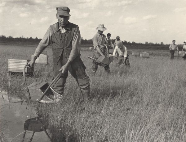 A group of cranberry harvesters at work.