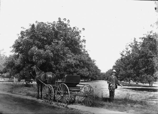 Man standing in front of barbed wire fence with an orchard behind him. He is holding a branch of leaves and what appears to be fruit. The horse and the buggy are both well-groomed.