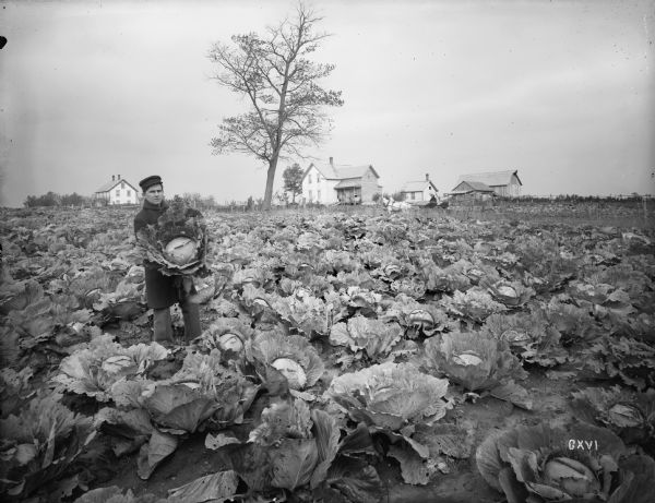 Five-acre cabbage field of Martin Anderson near Grantsburg, with several frame houses in the background. Mr. Anderson is holding a prize-winning head of cabbage for the photographer.