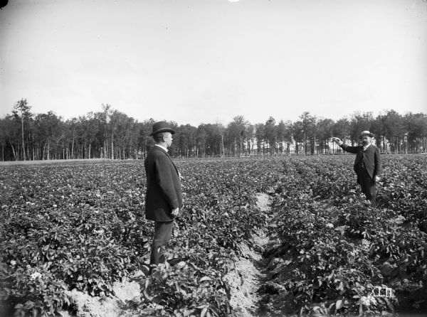 Two men stand in the potato fields of J.C. Lewis. The man on the right is pointing with his right arm toward the center. There is a hard maple grove in the background.