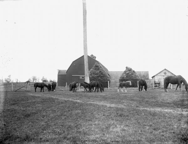 Purebred Shire and Cleveland bay mares graze on the Neillsville Stock Farm, with haystacks, barn, and a large stripped tree in the center.