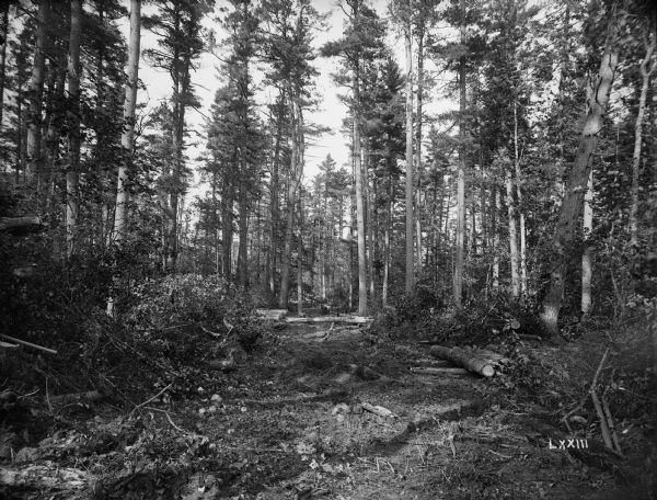 View of a partially harvested pine forest nine miles southwest of Washburn. A pathway is being cut for a narrow gauge logging railroad.