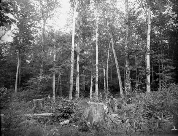 A hardwood forest ten miles southwest of Florence, containing hard maple, birch, elm, oak, hemlock, and other types of timber. Two men are leaning against stumps, and two other men stand among the trees in the background.