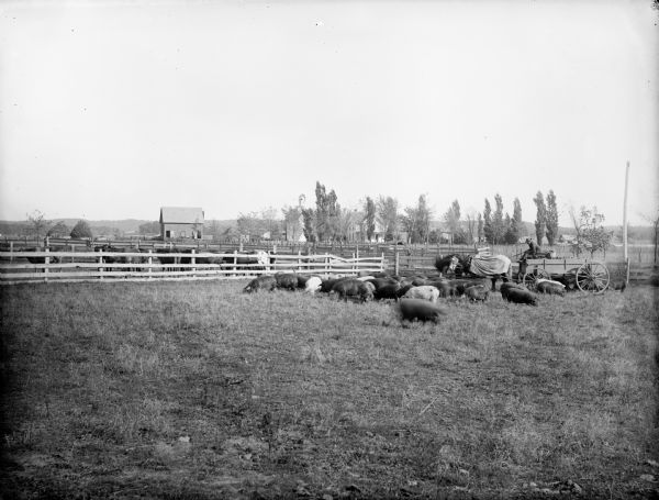 Forty-nine hogs at feeding time on the farm of William Miller. The hogs are eleven-months old and weigh approximately 260 lbs each. A wagon and horse team are supplying corn to the hogs. A farmhouse, buildings, and trees are in the background.