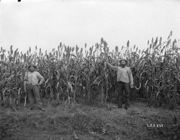 Two men with scythes stand in front of a sorghum patch planted on May 20th, 1895. The view was taken near Osceola.