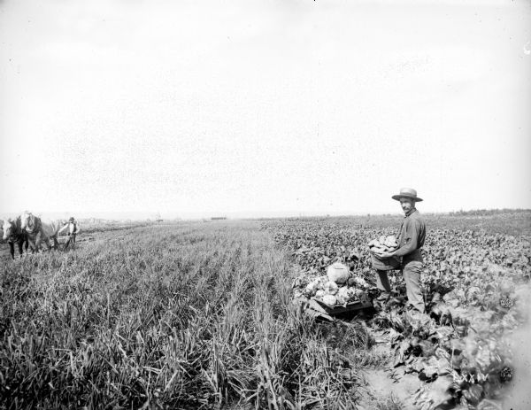 Farmer in a vegetable field holding a box of produce, showing the productivity and diversity of his farm in northern Wisconsin. A man on the left walks with a plow behind a team of horses. Buildings in a town are in the distance.
