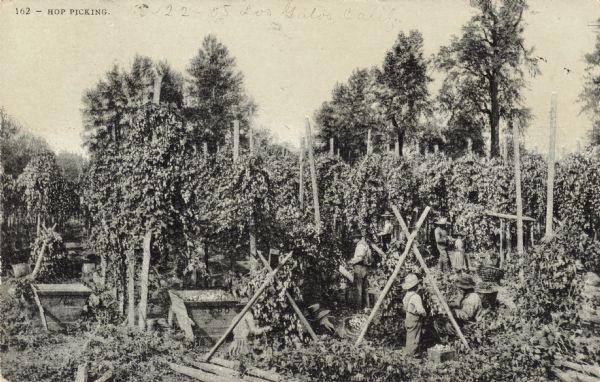 Hops farming, most likely in California. Pictured among the large plants and trellises are farm workers, both children and adults. Caption reads: "Hop Picking."