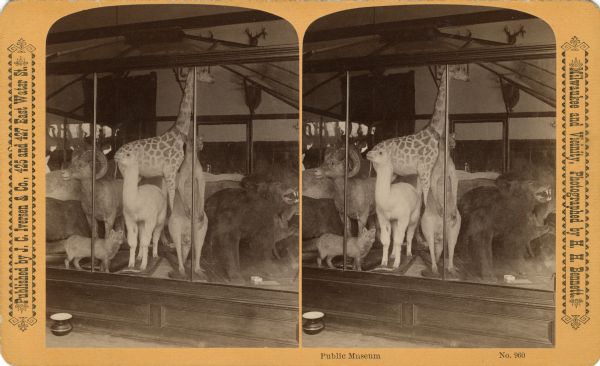 Stereograph view of stuffed kangaroo, bear, fox, giraffe, llama, and ram behind a glass enclosure at the Milwaukee Public Museum. Text at right: "Milwaukee and Vicinity, Photographed by H.H. Bennett."