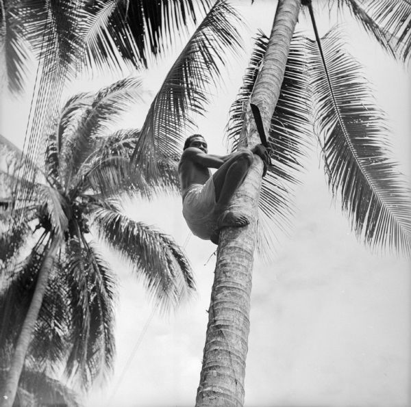 An indigenous man climbs a coconut palm to harvest coconuts on Kiriwina Island in the Solomon Sea, New Guinea (present day Papua New Guinea). His feet are tied together with a cloth to help him grip the trunk and he is holding a machete in his interlaced fingers.