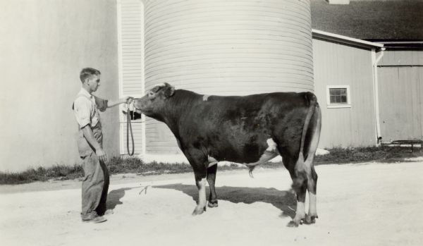 Frank Fox Jr. holds his father's prize bull, with a lead attached to a nose ring, in front of a wood sided silo. On the reverse of the photograph is written "This sire won first place at the Wisconsin State Fair in the one year old class, last fall."