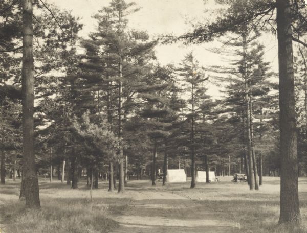 Stand of pine trees and pitched tents, with automobiles, in the Marinette Tourist Camp.