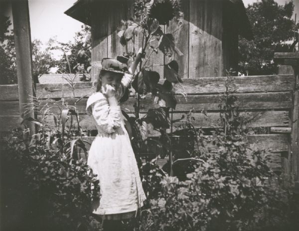 Young girl posed by a farmyard fence holding the stalk of a tall sunflower.
