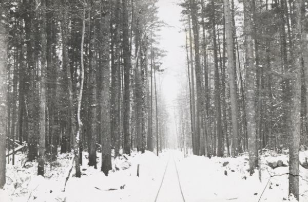 Yawkey-Bissell Lumber Co. main line logging railroad tracks “through virgin pine timber” south of Trout Lake.
