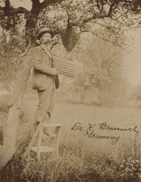 Dr. K. Bruennich, standing on a step ladder, holding a basket or skep, and with a cigar in his mouth, collecting a swarm of bees from a tree. Germany.