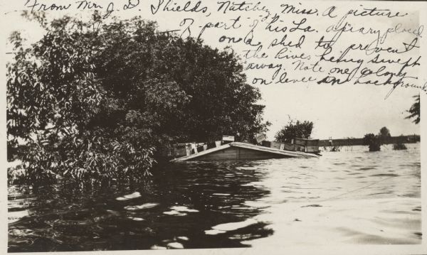 View across water of beehives on top of a shed in a flood. Writing on photograph: "From Mr. J.D. Shields, Natchez, Mississippi. A picture of part of his Louisiana apiary placed on a shed to prevent the hives being swept away. Note one colony on levy in background."