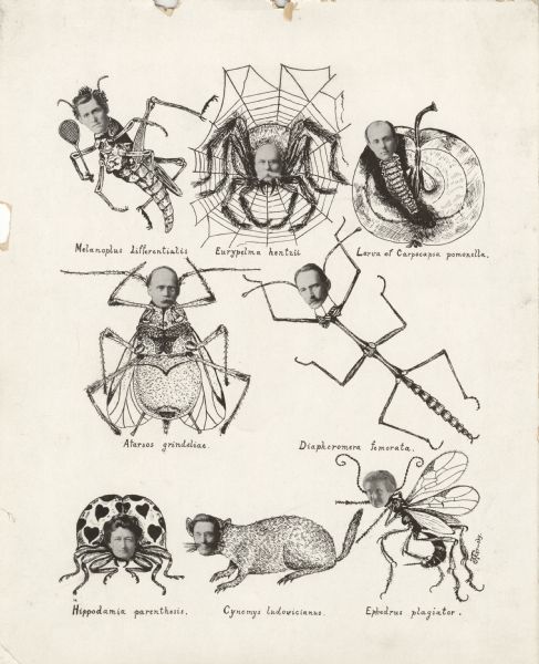 Print of seven insects and one mammal with human faces. Scientific names printed beneath each image. "Melanoplus differentialis" grasshopper, "Eurypelma hentzii" spider, larva of "Carpocapsa pomonella" coding moth, "Atarsos grindeliae" aphid, "Diapheromera femorata" walking stick, "Hippodamia parenthesis" ladybug, "Cynomys ludouicianus" prairie dog, and "Ephedrus plagiator" aphid.