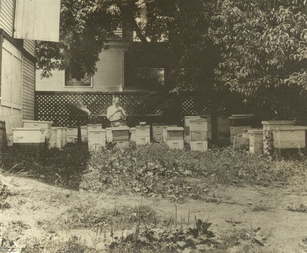 Beekeeper H.F. Wilson sitting among his hives in a backyard apiary. To his left, a hive smoker is resting on a hive letting off smoke. There are a least 25 separate hives in the small yard.