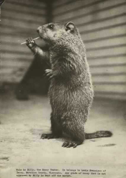 Gopher standing up on hind legs while chewing on a small twig. Lewis Francisco's "Honey Tester."<p>Caption reads: "This is Billy, the Honey Tester. He belongs to Lewis Francisco of Dancy, Marathon County, Wisconsin. Any grade of honey that is not approved by Billy is kept off the market."
