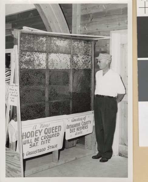 Display of bees in a large observation hive. The frames are behind glass or plastic. A man in white shirt, black pants and a plaid hat stands to the right, looking at the bees. Signs attached to the display read "Queen Bee is marked by a spot of blue paint on her back," "A new honey queen will be crowned Saturday night on grandstand stage," and "Courtesy of Outagamie County Beekeepers Association."