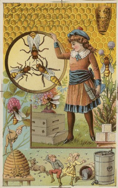 A colored illustration, featuring in the center a young girl standing by a modern bee hive and holding a smoker in her left hand. Her right hand is resting on a gold circle with three bees, perhaps depicting the queen bee, worker bee, and drone. At her feet are boxes of comb honey. In the background is an enlarged honeycomb pattern, and on the left and right of the card bees are shown on clover and thistle flowers. Below the girl, three children and a dog flee from bees coming out of a bee skep. A small supernatural being wearing a cap is poking the entrance to the skep with a stick. There is a metal honey extractor on the lower right. Written at top of image: "Compliments of J.H. Martin Hartford, NY."